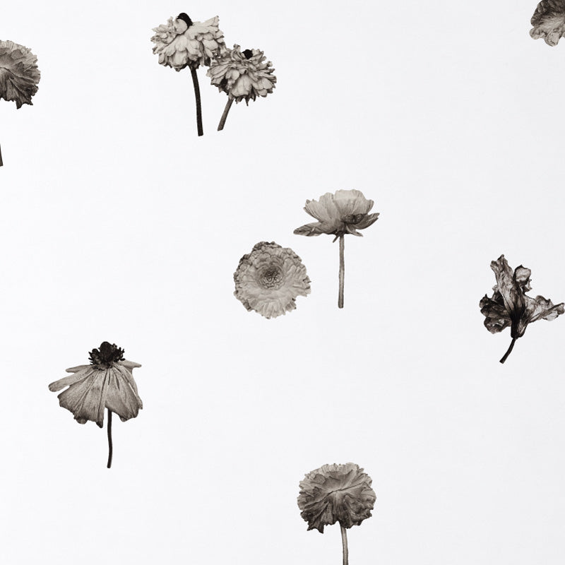 Stickers Decorativos Para Muros - Peonias Sepia | Murami